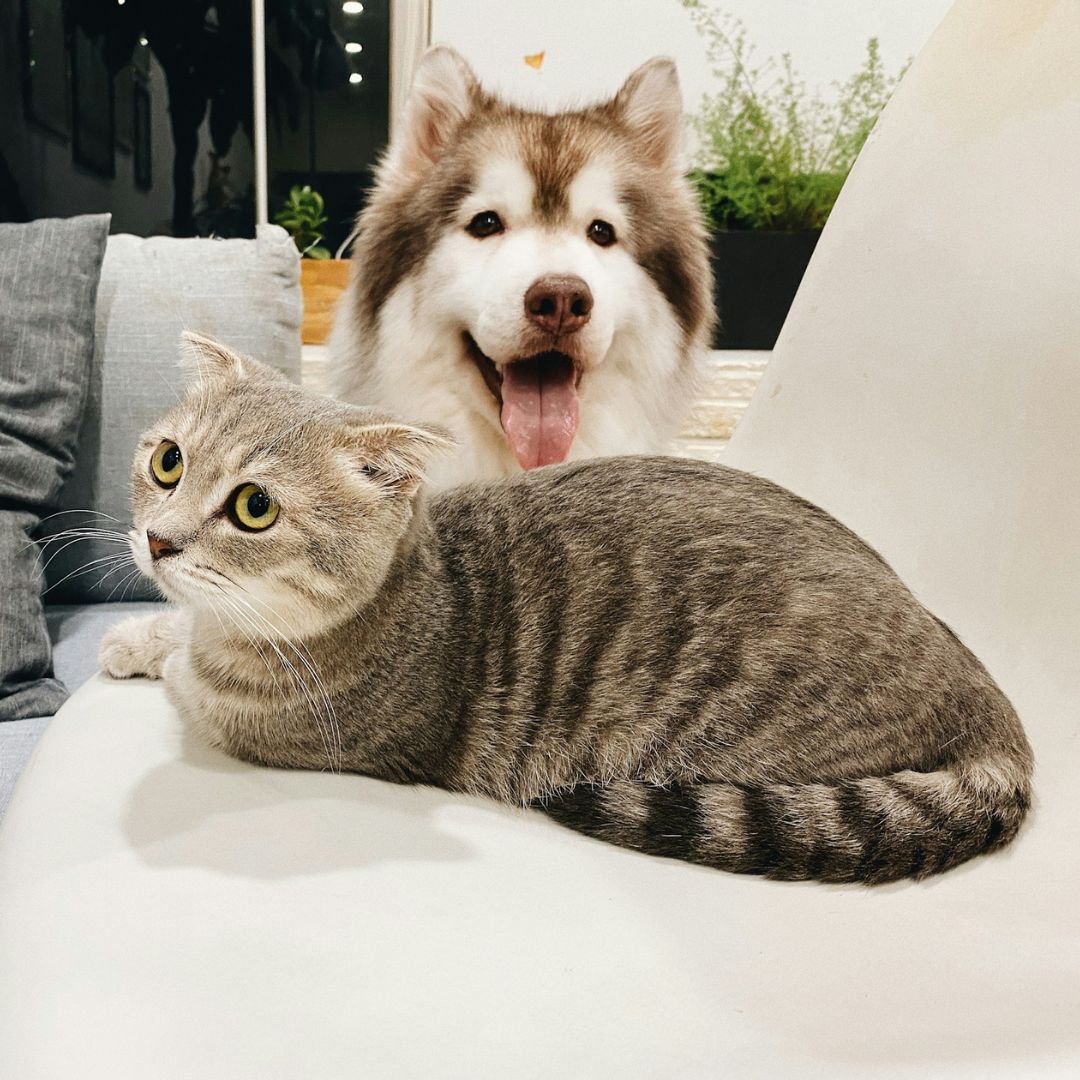 A dog and cat sitting on a chair