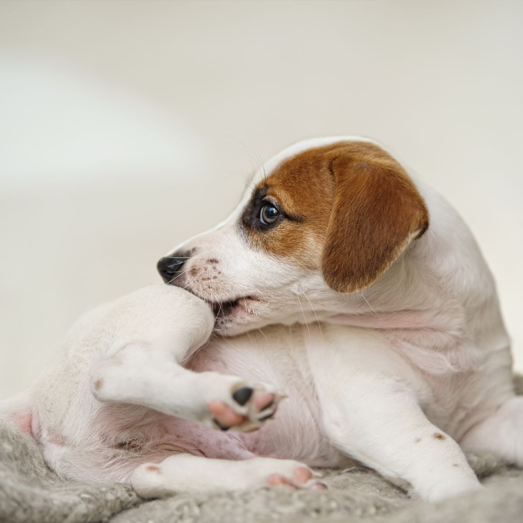 Puppy Jack russell scratches himself and bites fleas