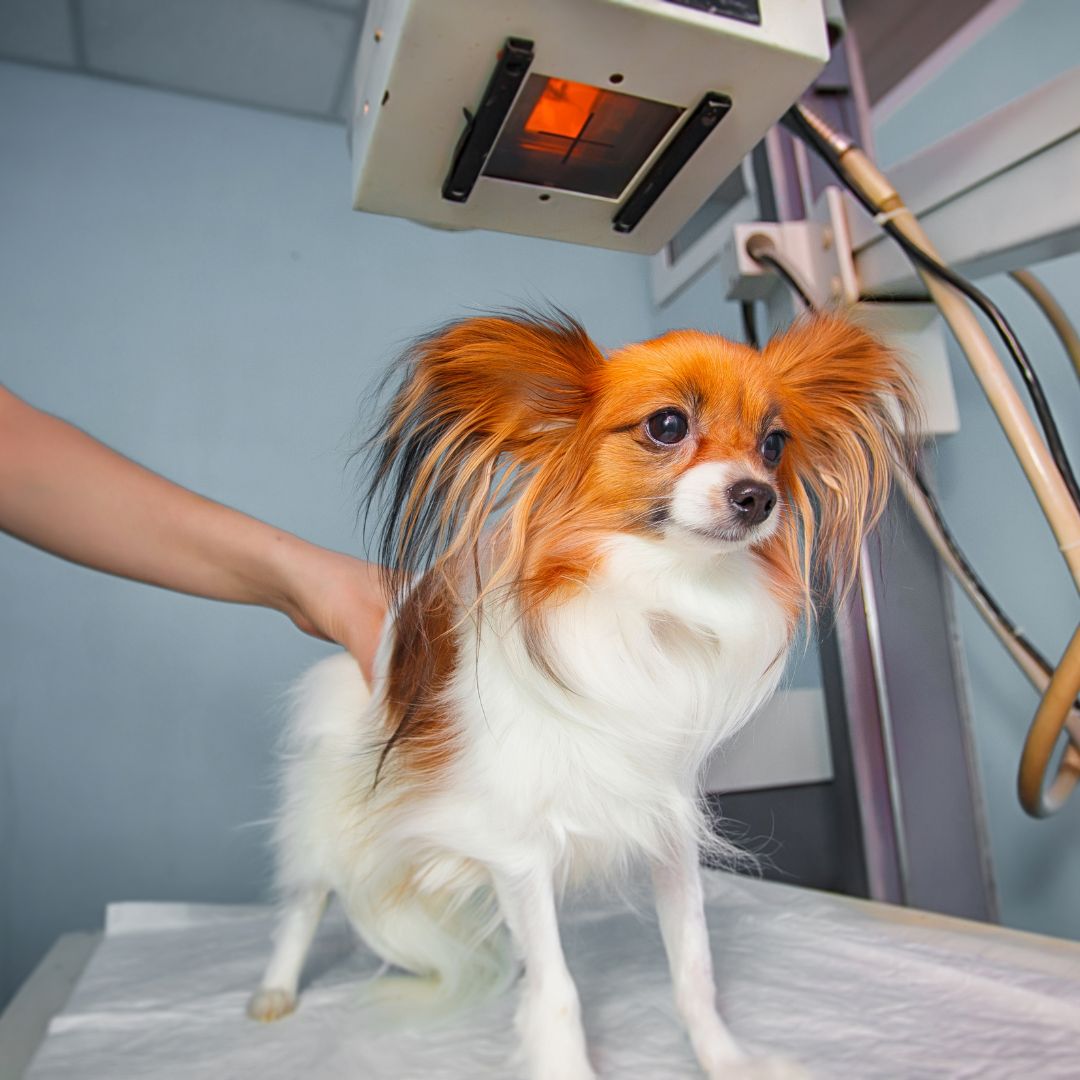 a dog gets ready for an X-ray