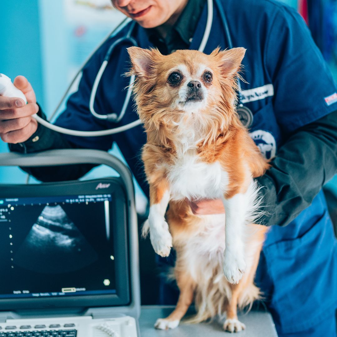 Dog having ultrasound scan