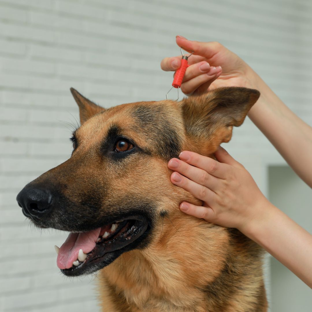 Veterinarian Taking Ticks off Dog Indoors, Closeup