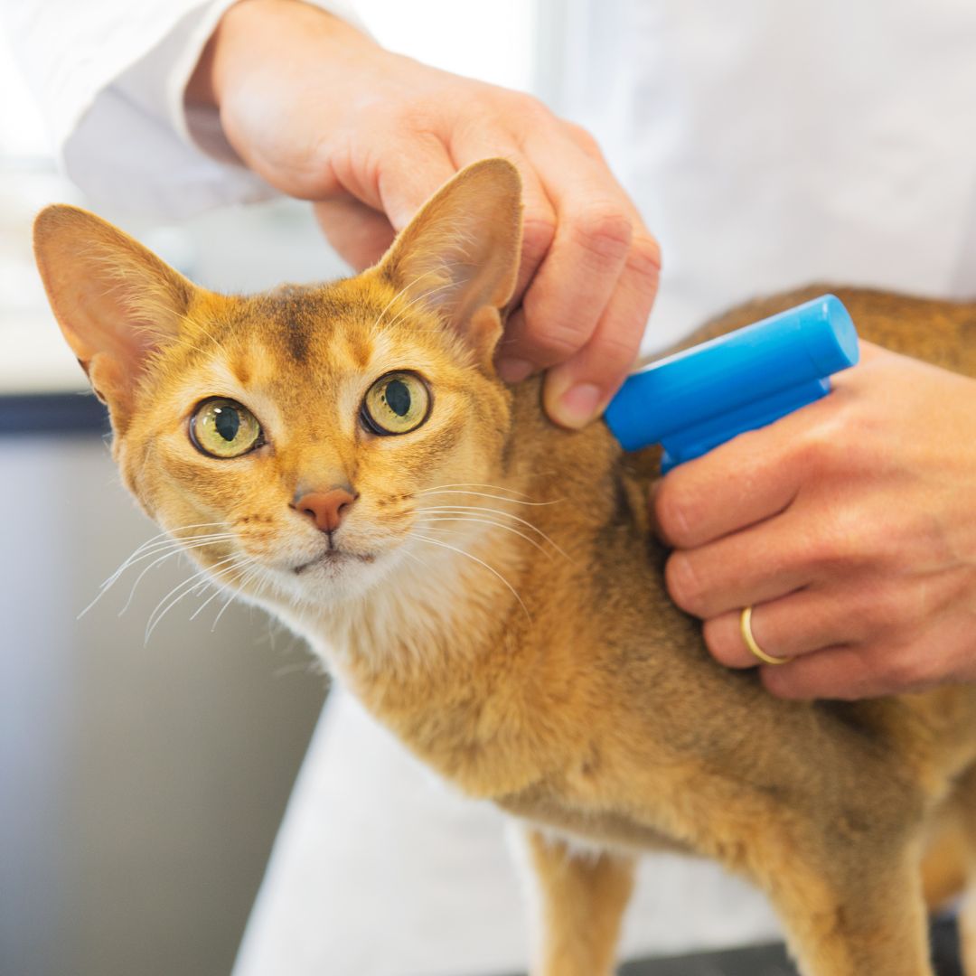 A Veterinarian is inserting a Microchip