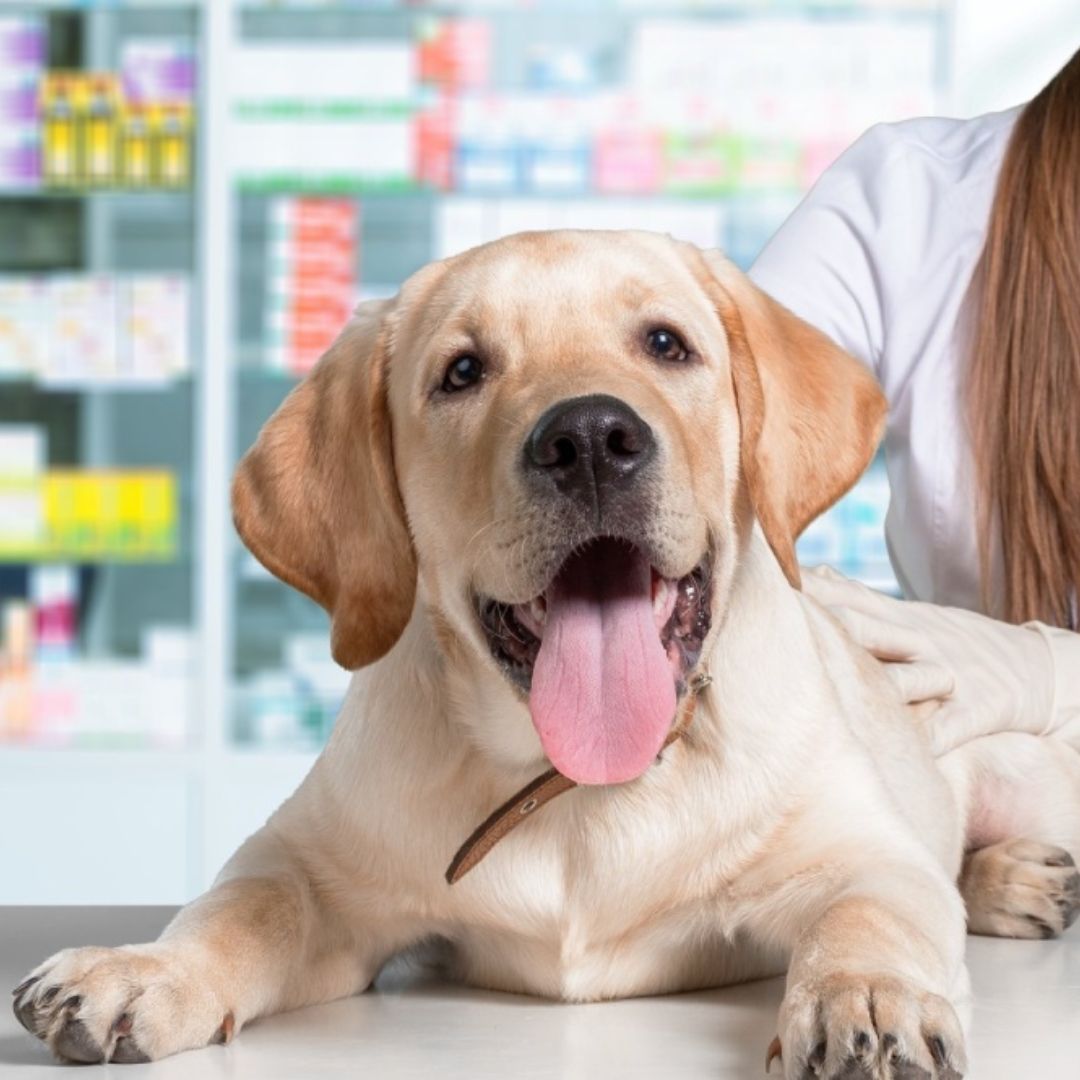 Pet Pharmacy In New York, NY | Greenwich Village Animal Hospital