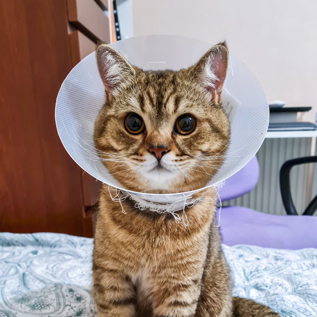 Cat in plastic cone