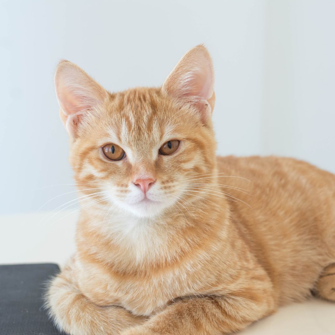 Cat Lying on the Floor