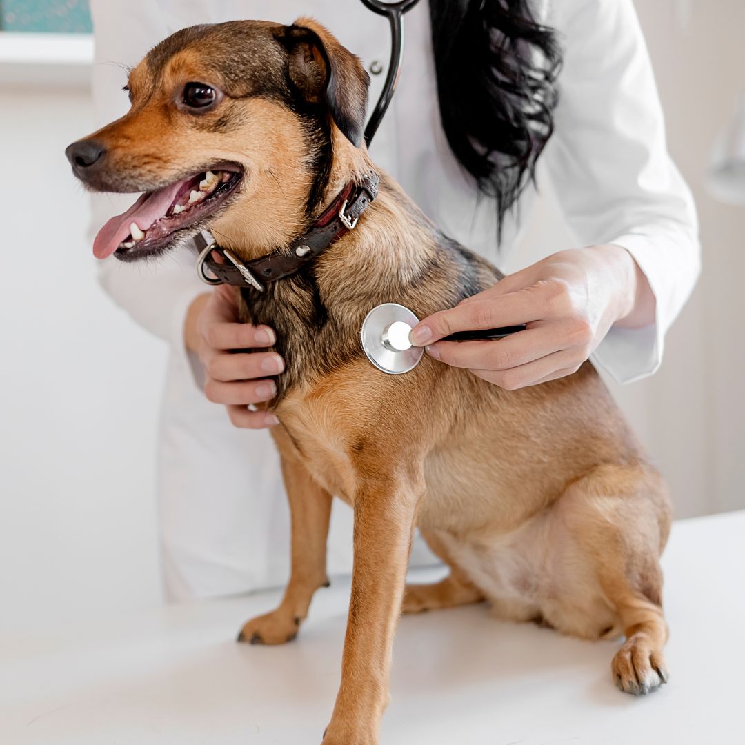 a veterinarian is using a stethoscope to listen to the heart of a dog