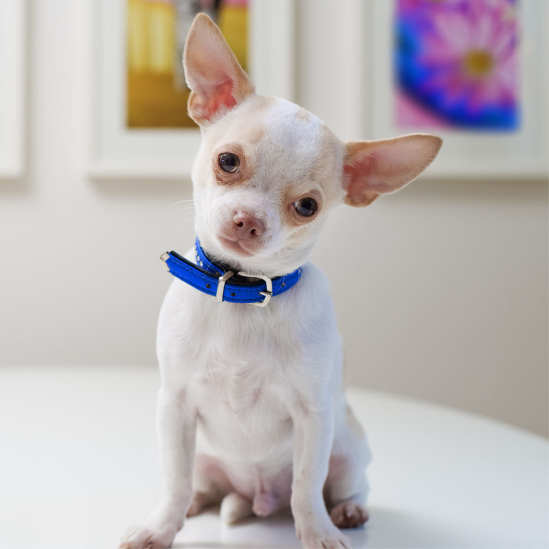 a small puppy wearing a blue collar sits on a white surface